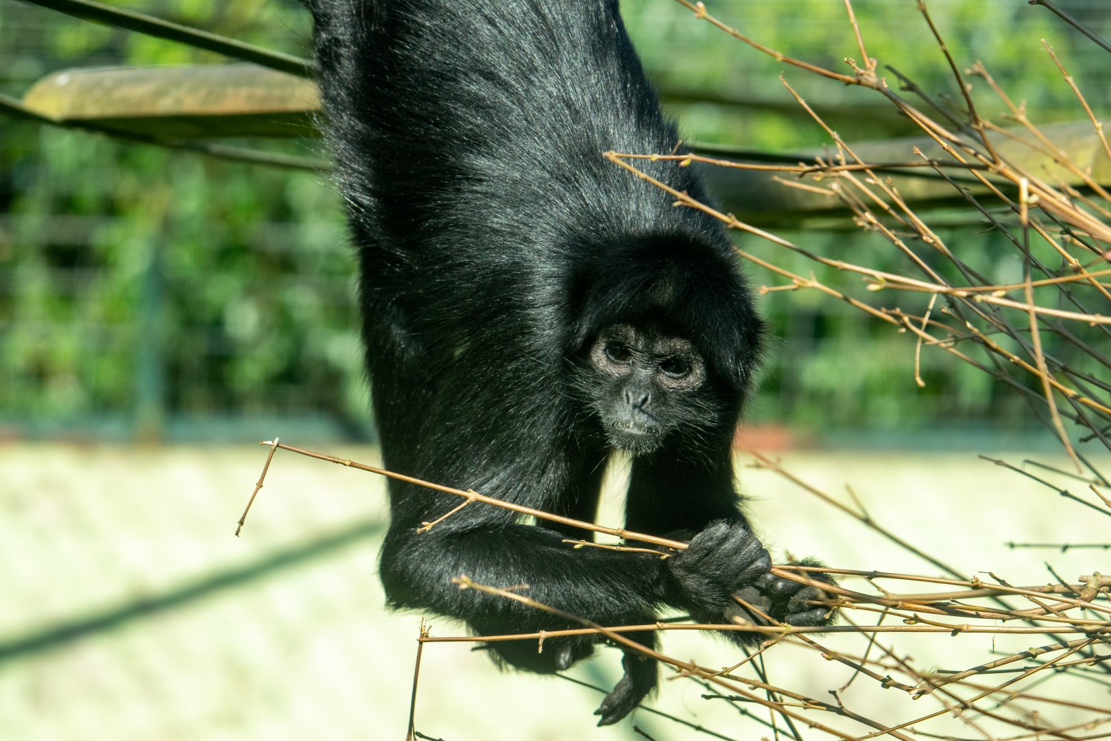 Black-Headed  Spider Monkey