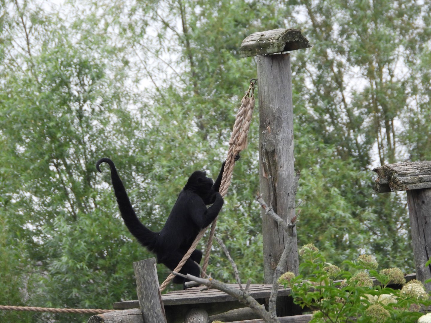 Black-headed spider monkey