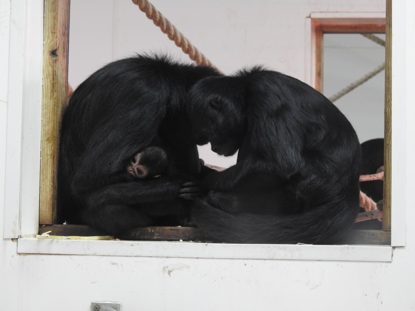 Black-Headed Spider Monkeys? (Ateles fusciceps)