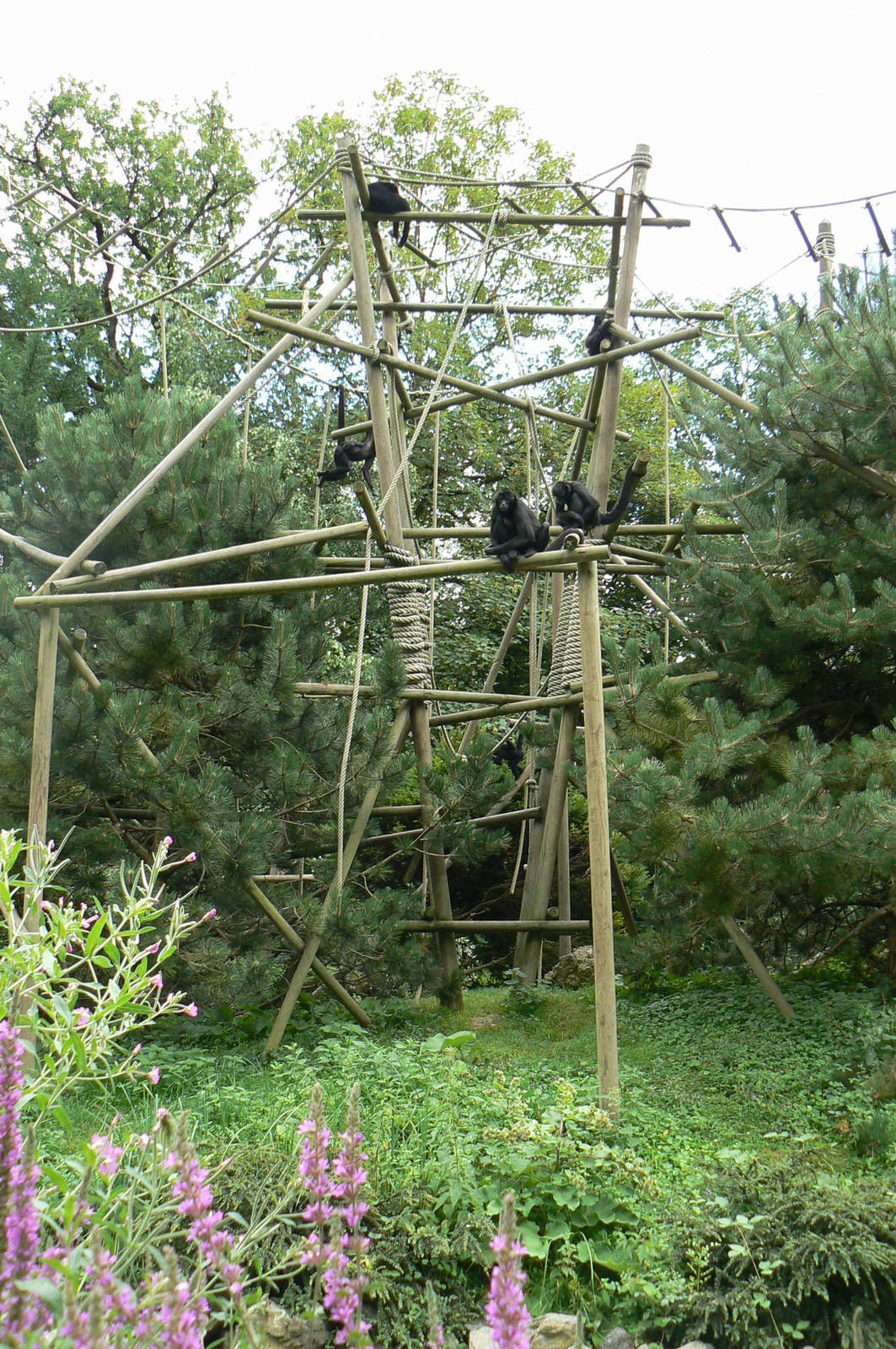Black-headed spider monkeys island