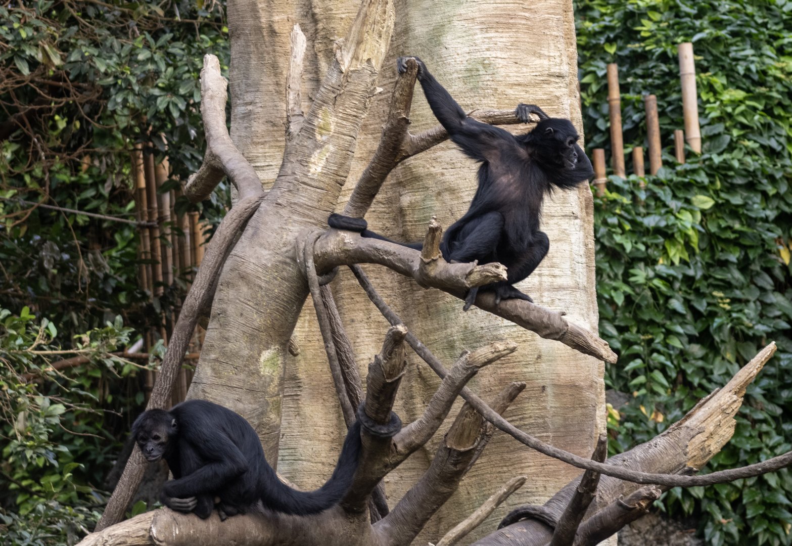 Black-headed Spider Monkeys