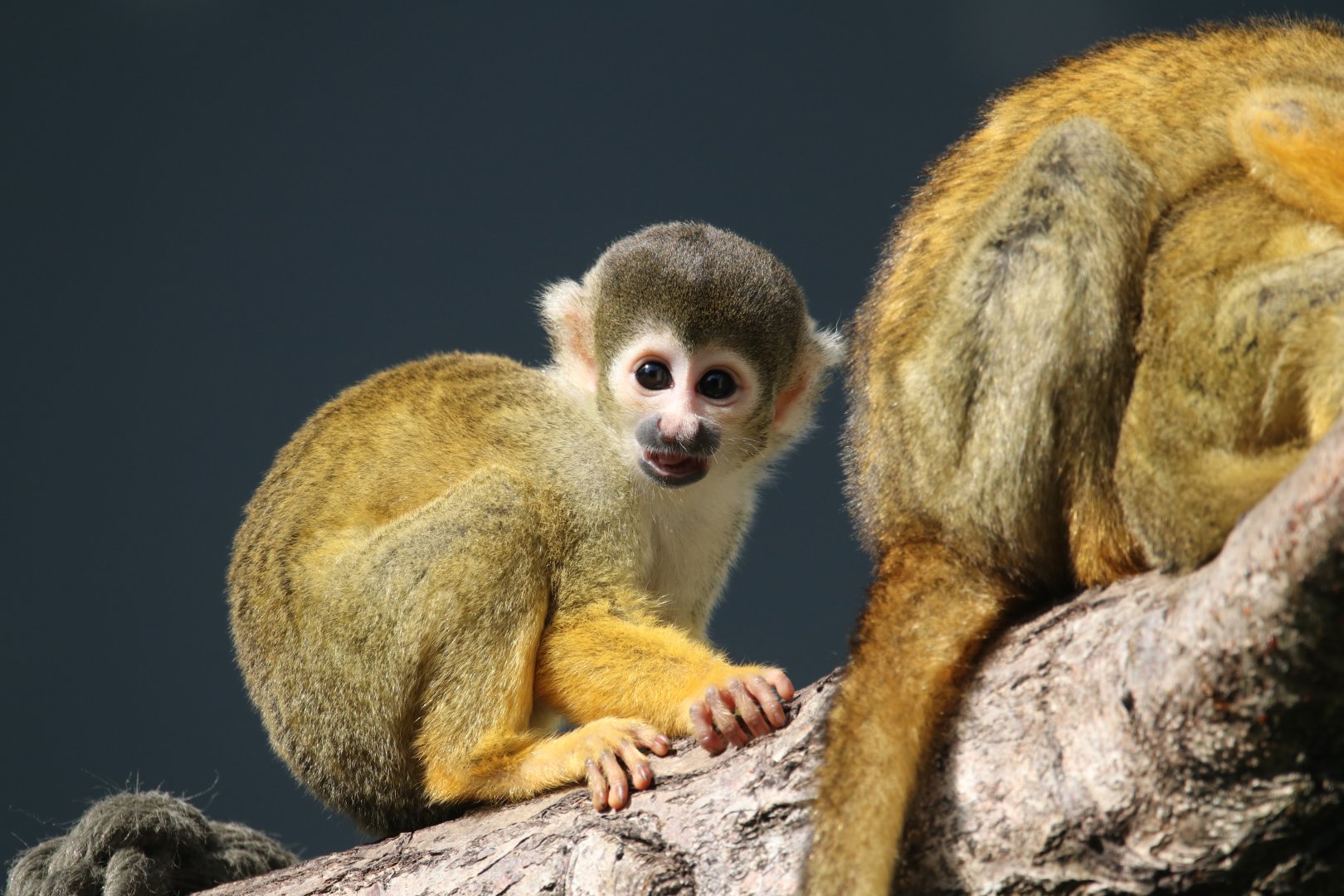 Black-headed squirrel monkey