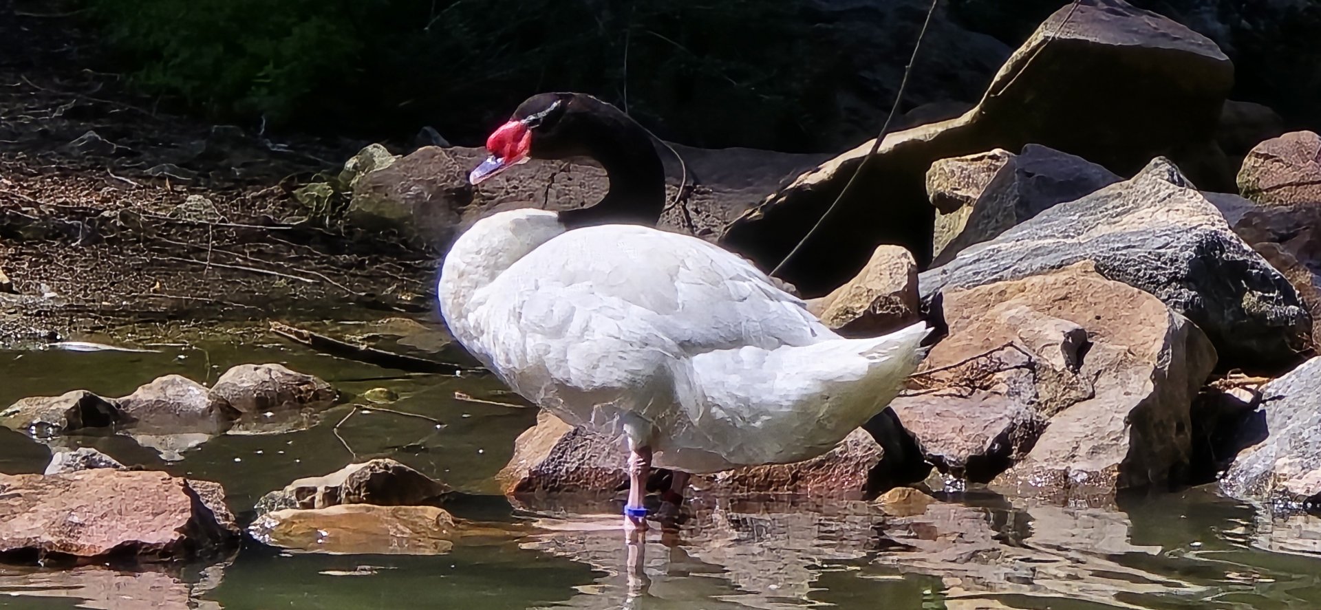 Black headed swan