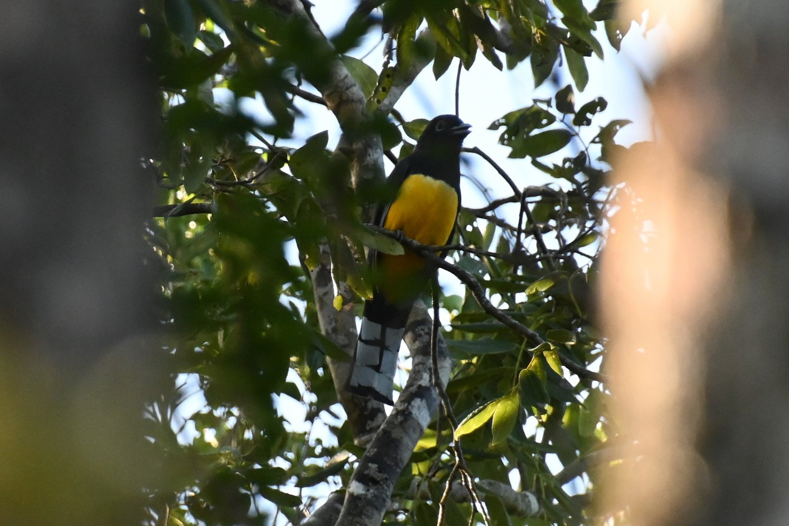 Black-headed trogon (Trogon melanocephalus)