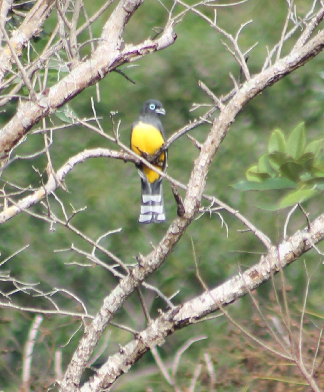 Black-headed trogon