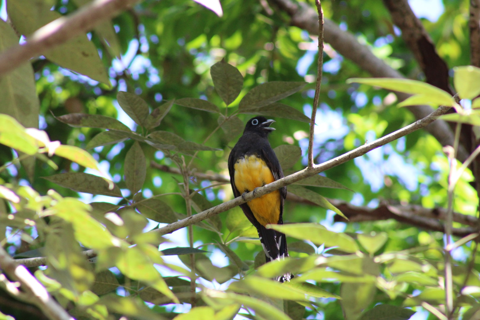 Black Headed Trogon
