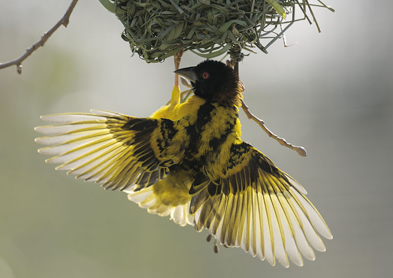Black-headed village weaver