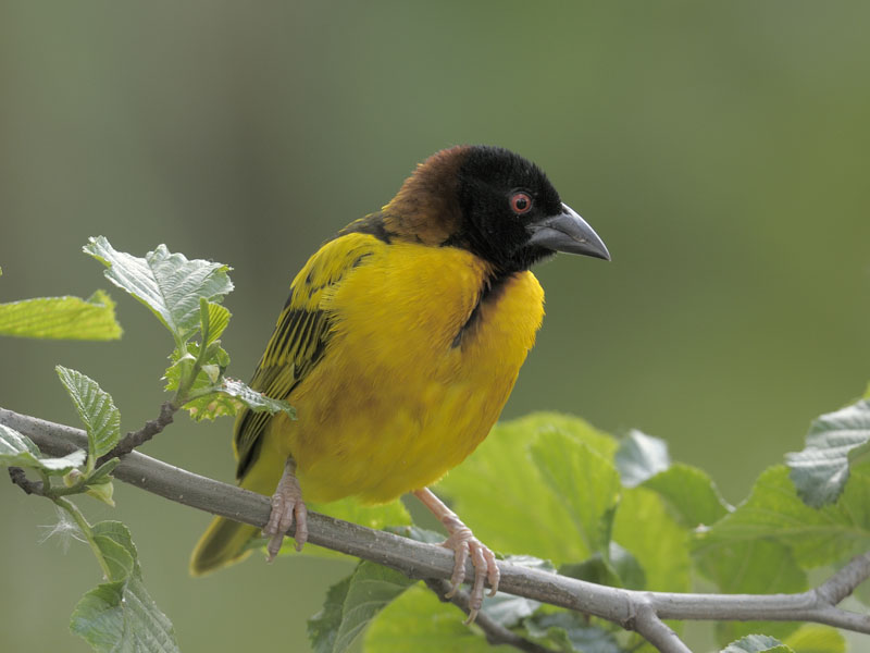 Black-headed village weaver