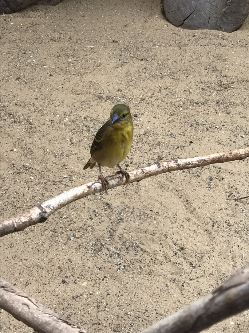 Black-headed weaver 100818