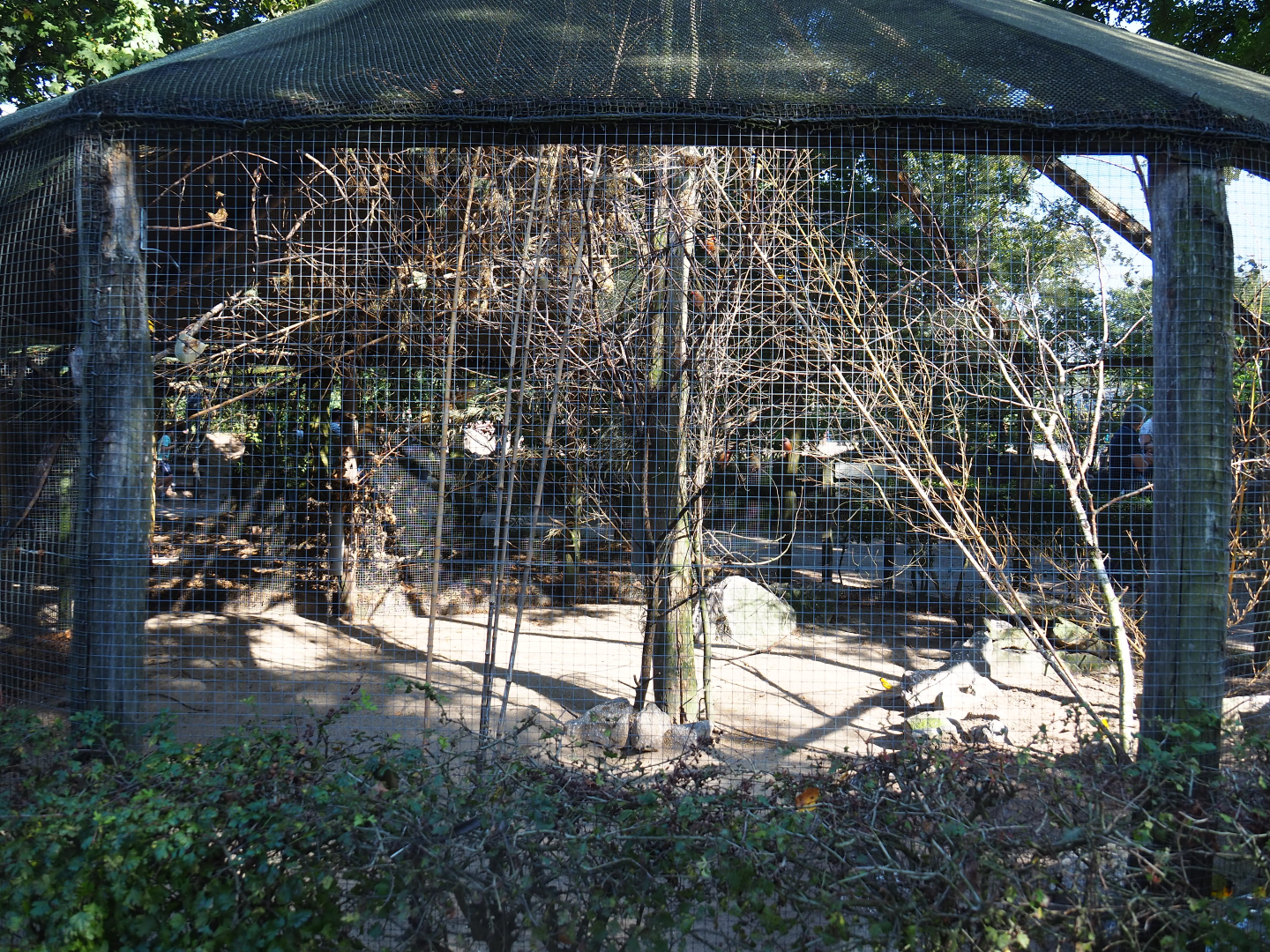 Black-headed weaver and Red-billed quelea aviary, 2019-09-15