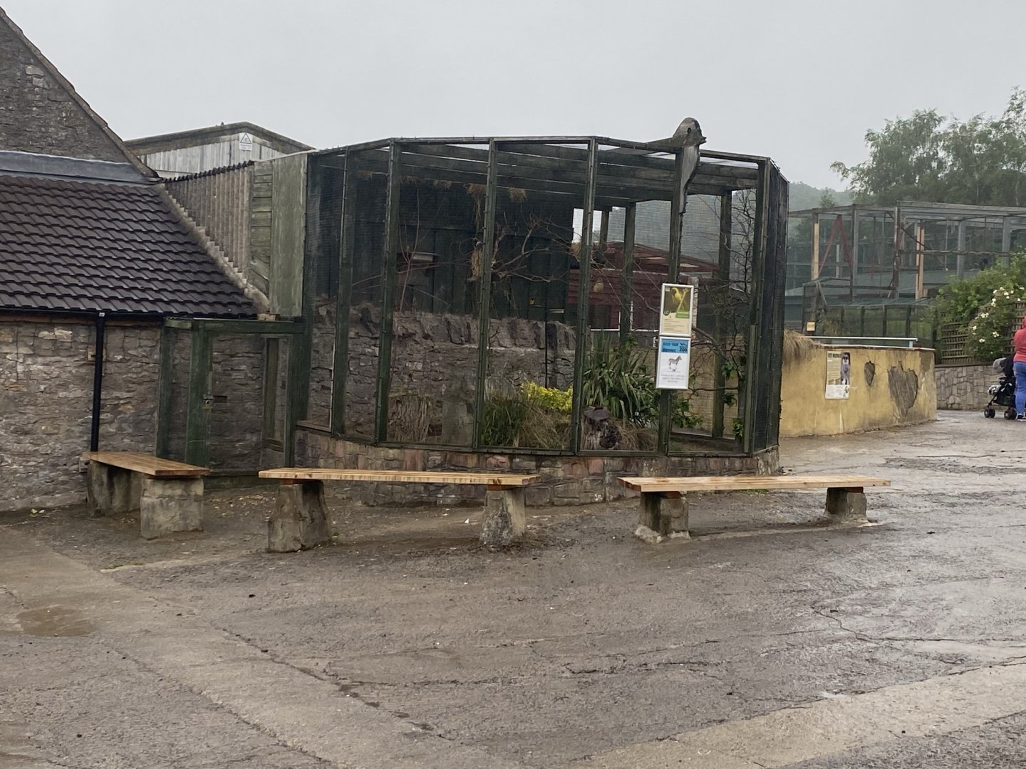 Black-headed weaver aviary 240721