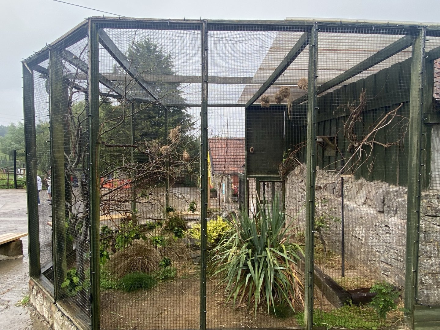 Black-headed weaver aviary 240721