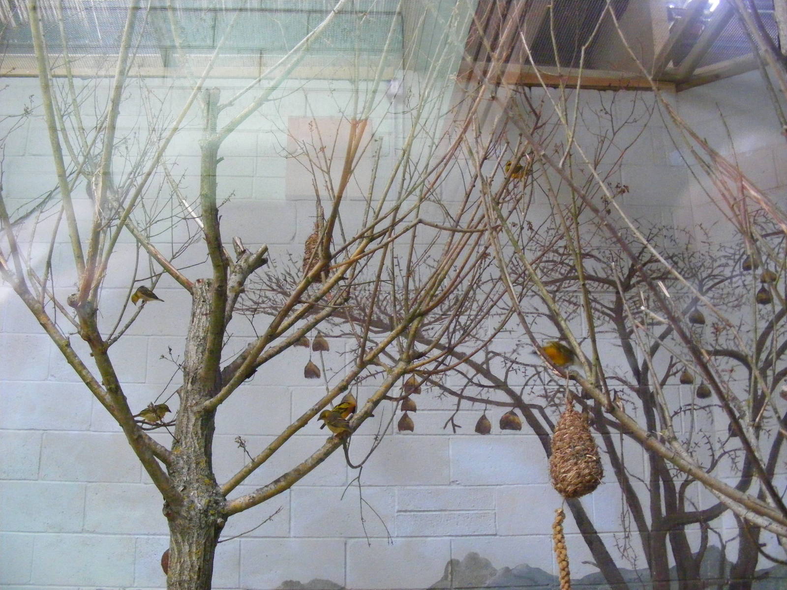 Black-headed weaver bird aviary at Marwell Wildlife, 31 May 2010