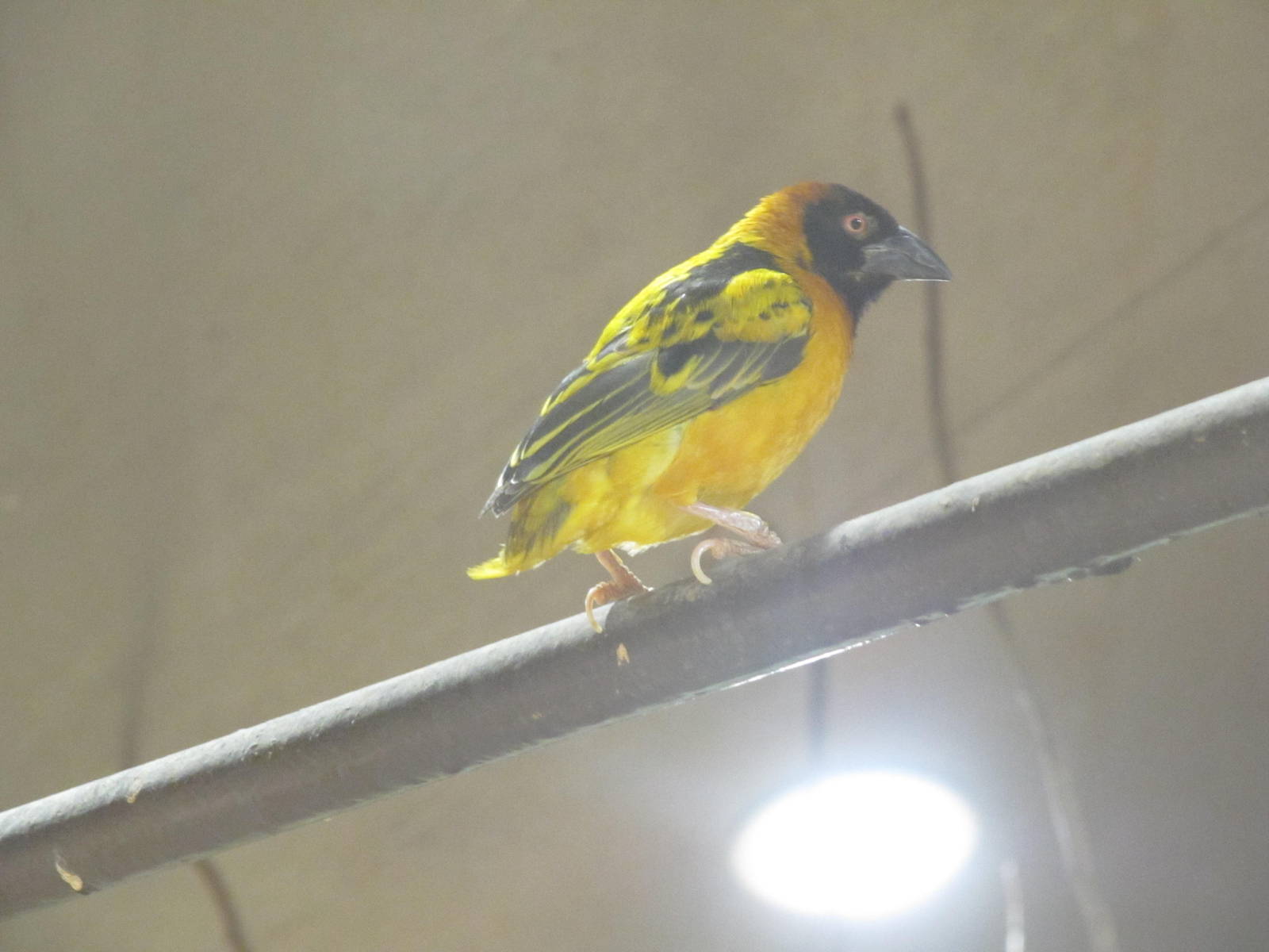 Black headed weaver bird on 06/08/2016