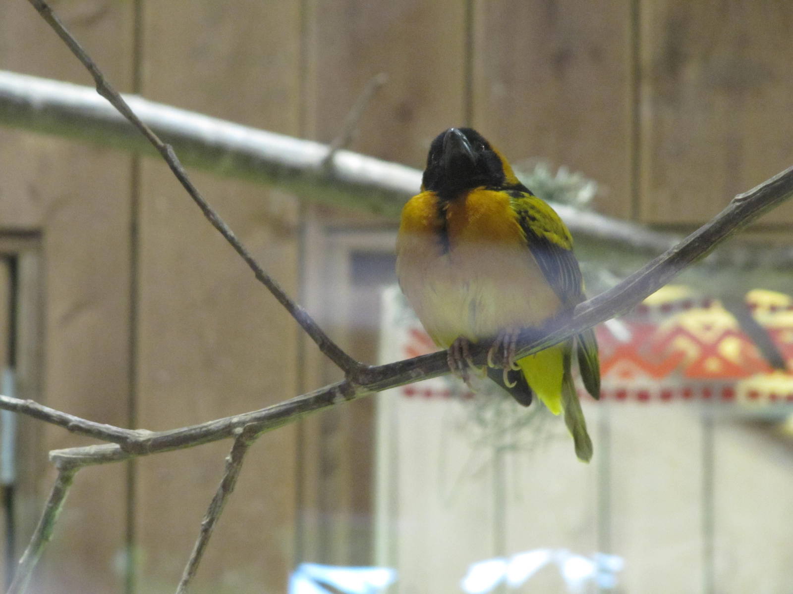 Black headed weaver bird on 06/08/2016