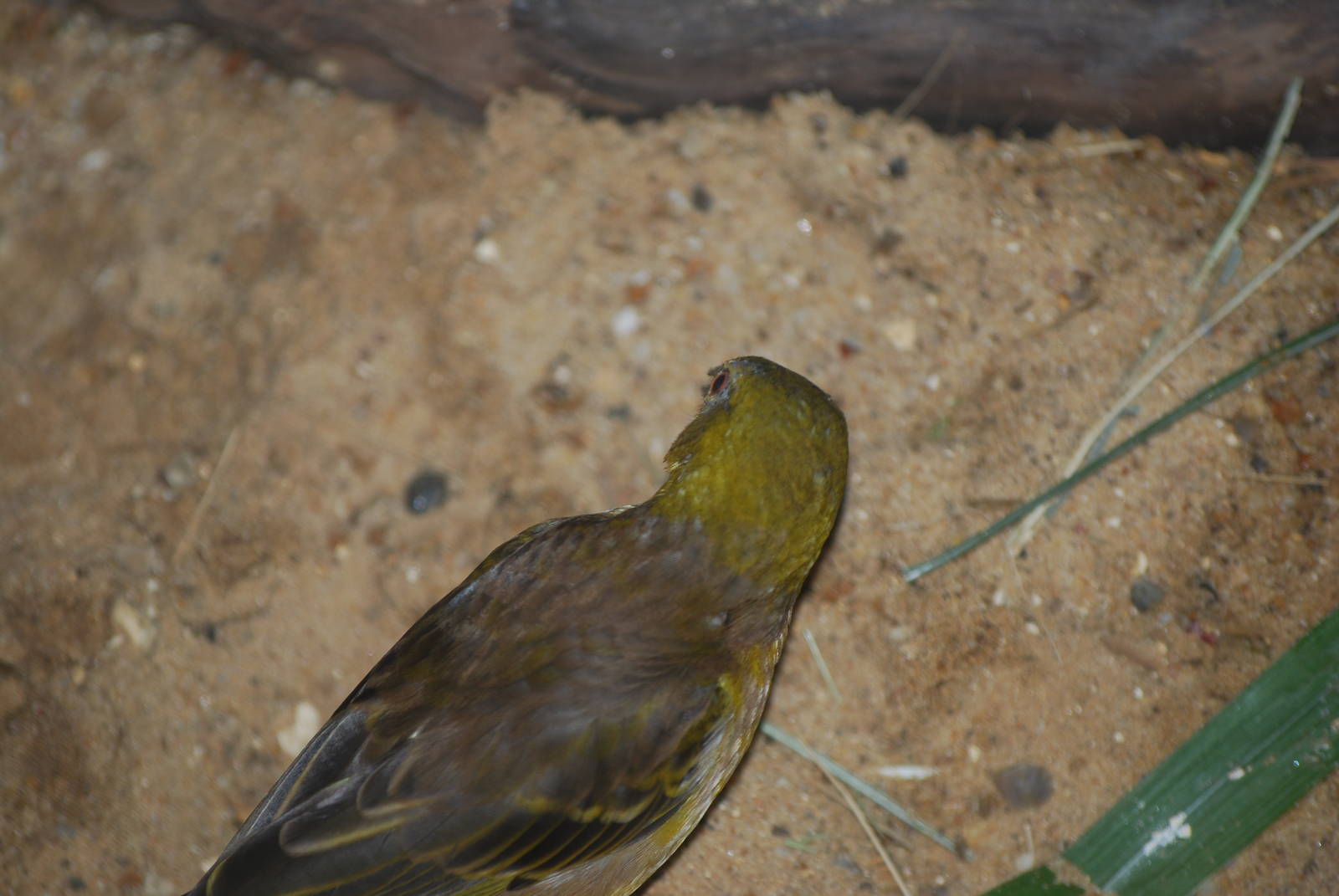 Black-headed weaver bird