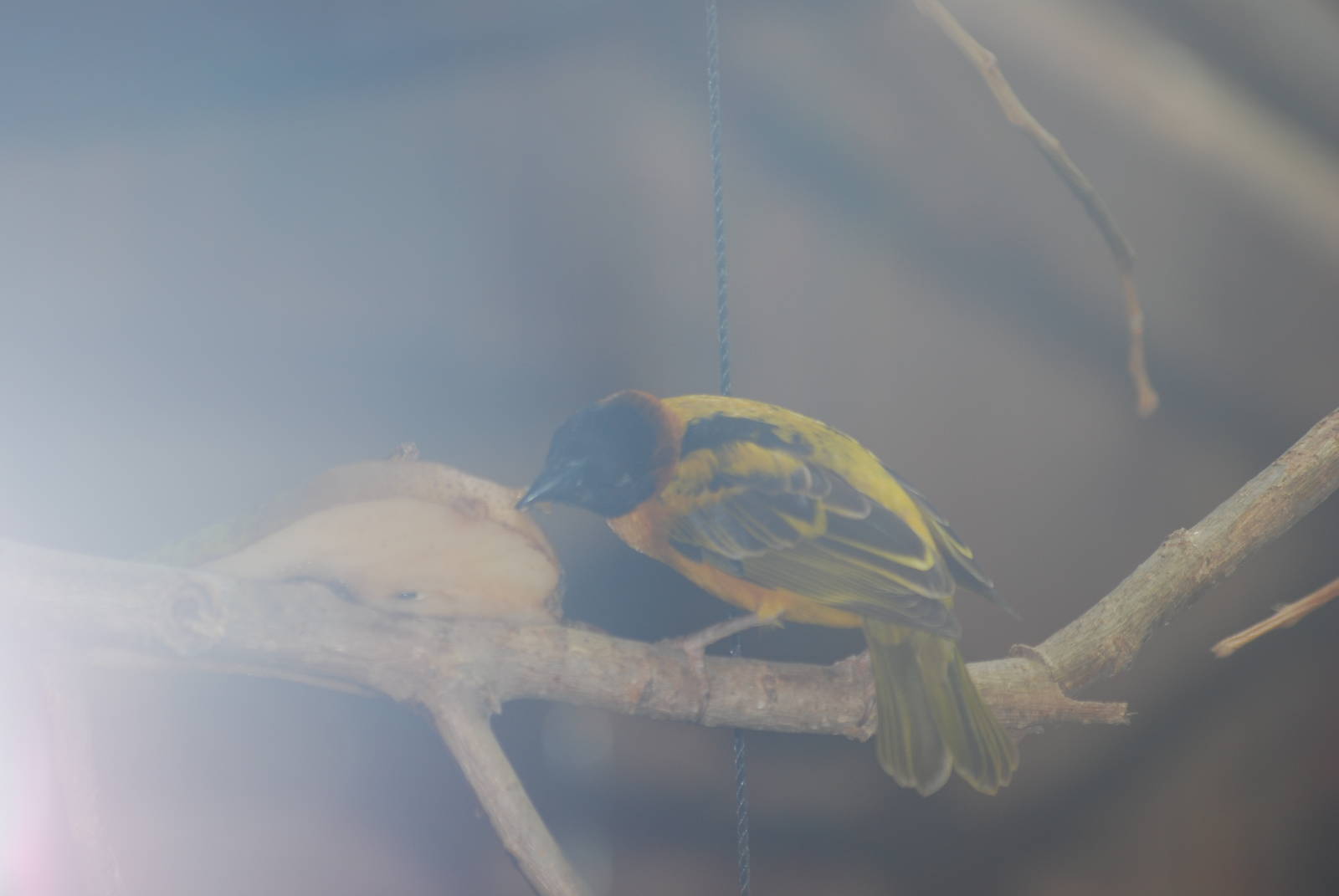 Black-headed weaver bird