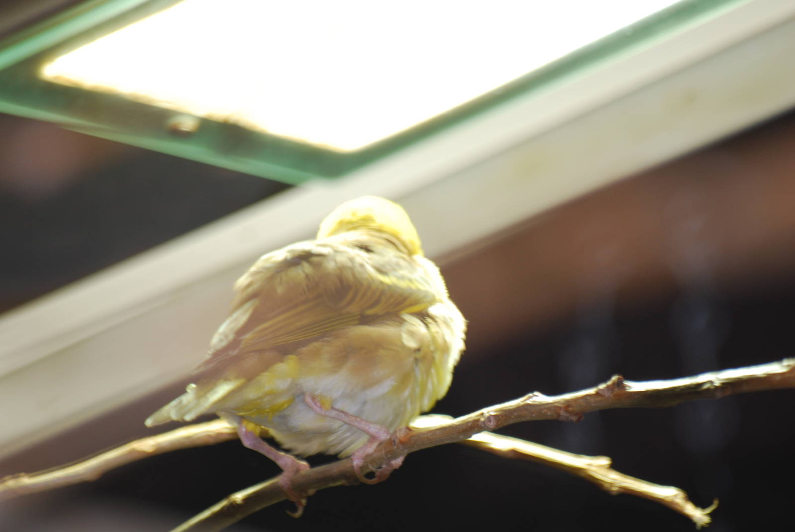 Black-headed weaver bird