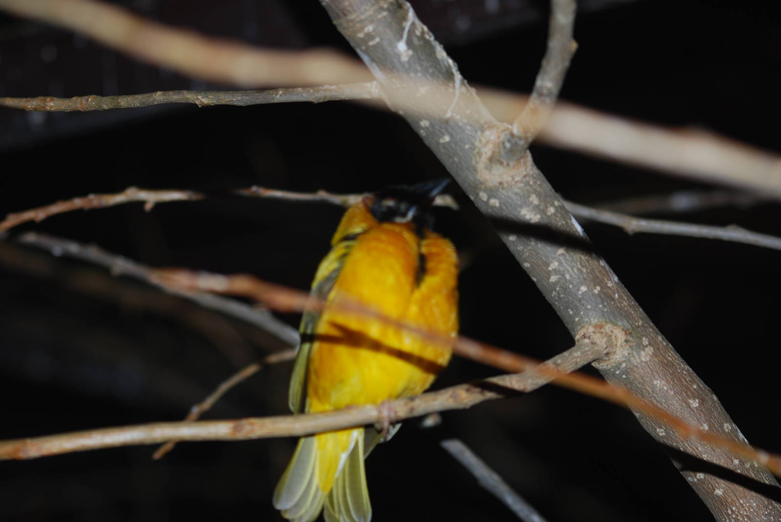 Black-headed weaver bird