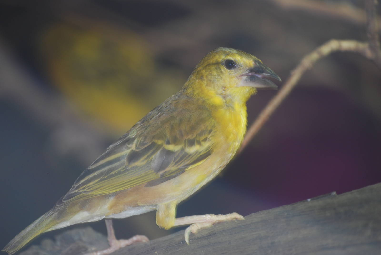 Black-headed weaver bird