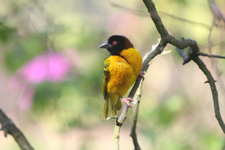 Black-headed Weaver Bird