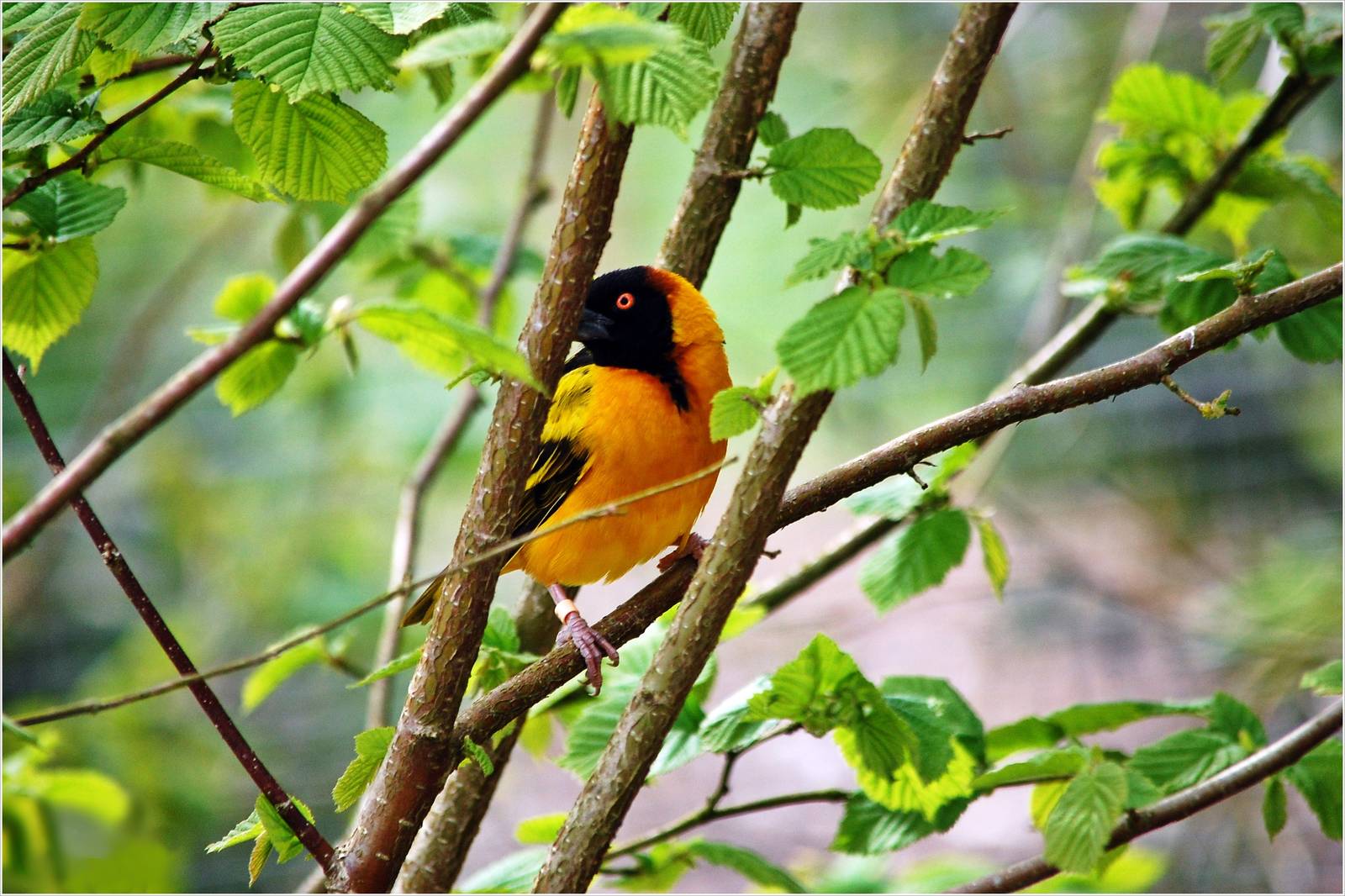 Black Headed Weaver Bird