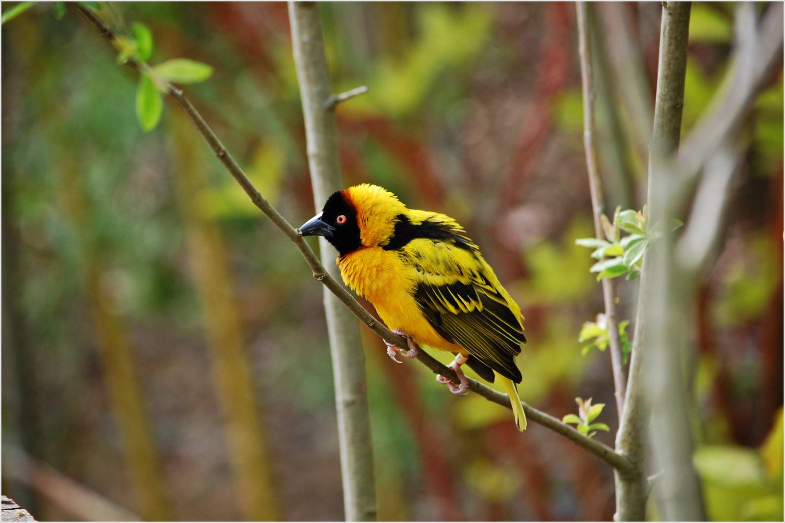 Black Headed Weaver Bird