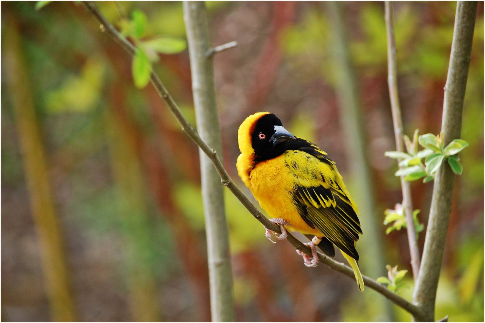 Black Headed Weaver Bird
