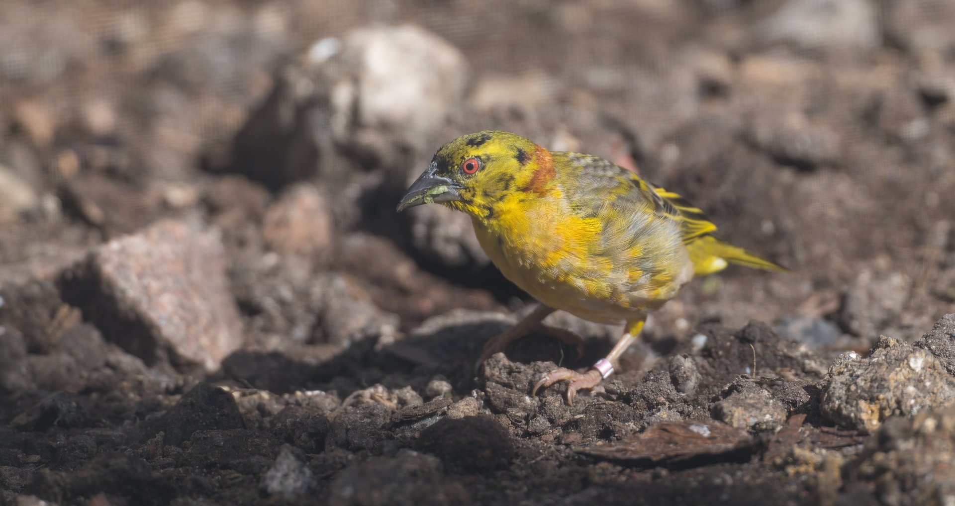 Black Headed Weaver , Dudley, UK
