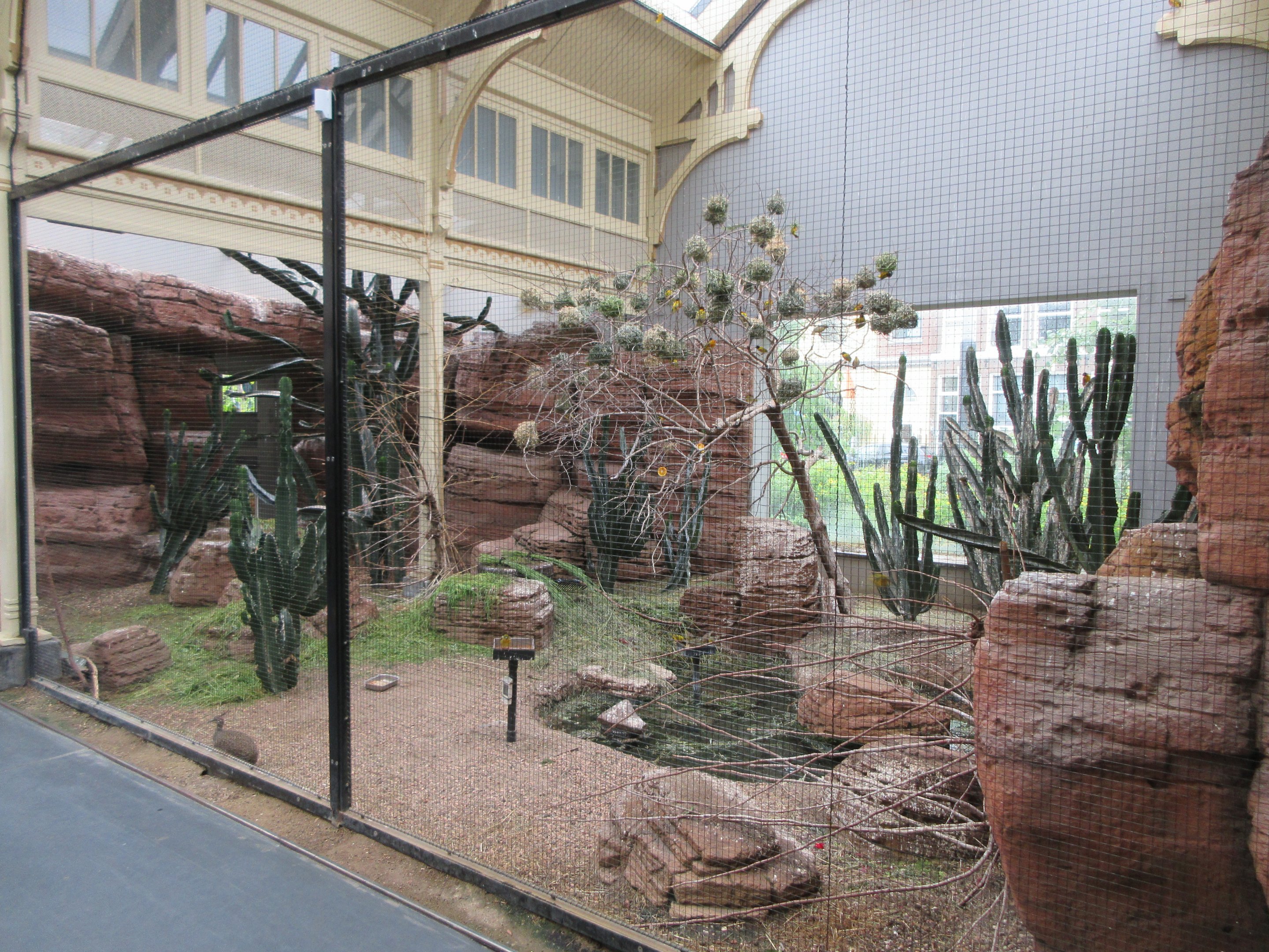 Black-headed Weaver Exhibit (outstanding activity from the birds!)