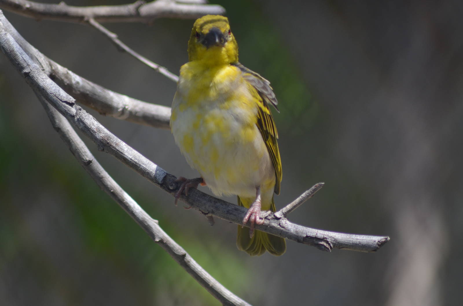 Black-headed Weaver - Female