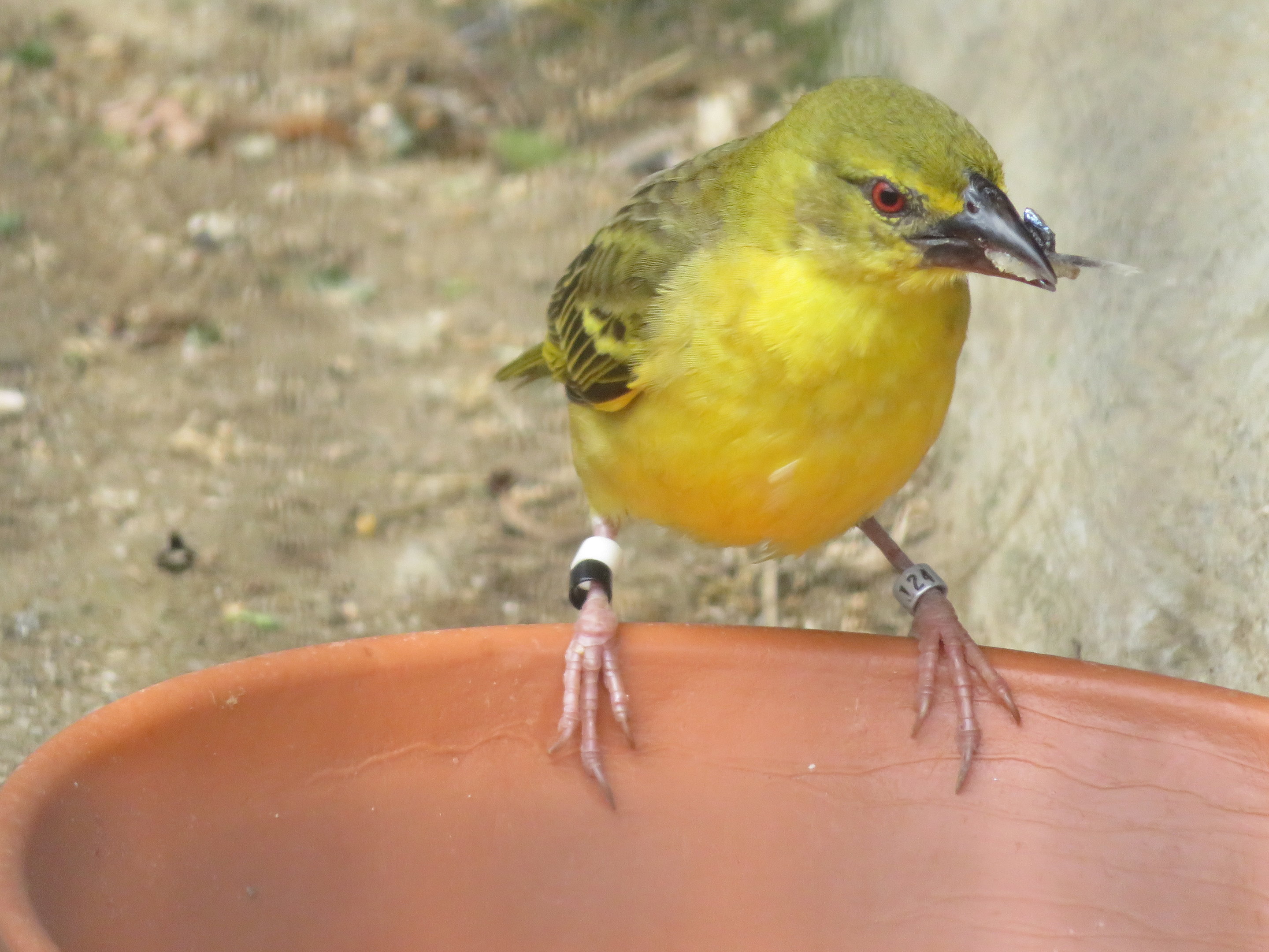 Black-headed Weaver (female)