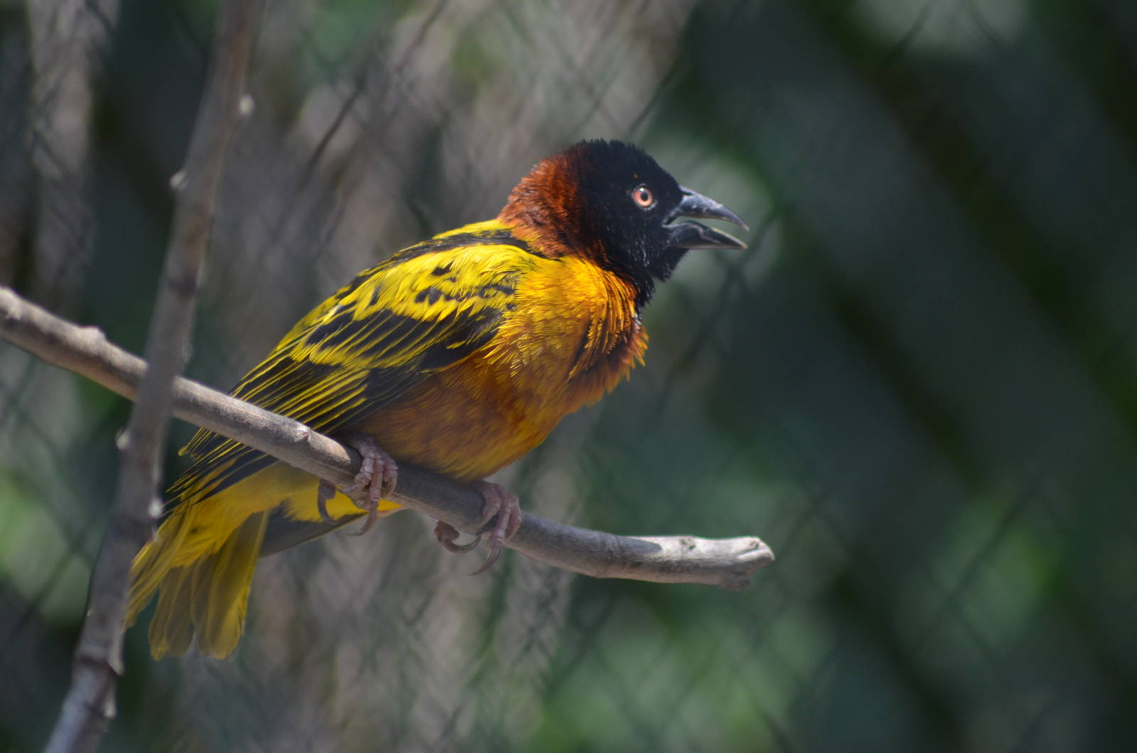 Black-headed Weaver - Male