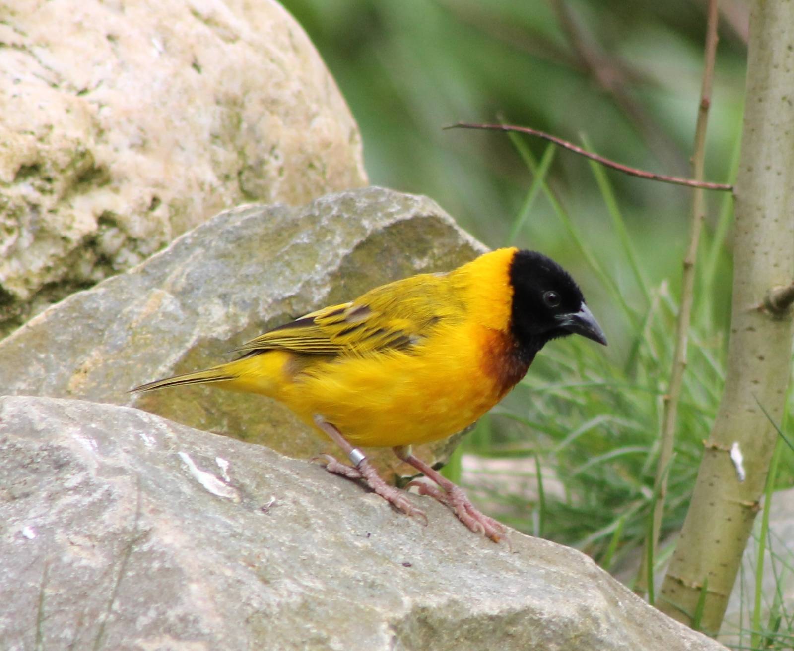 Black-headed weaver male