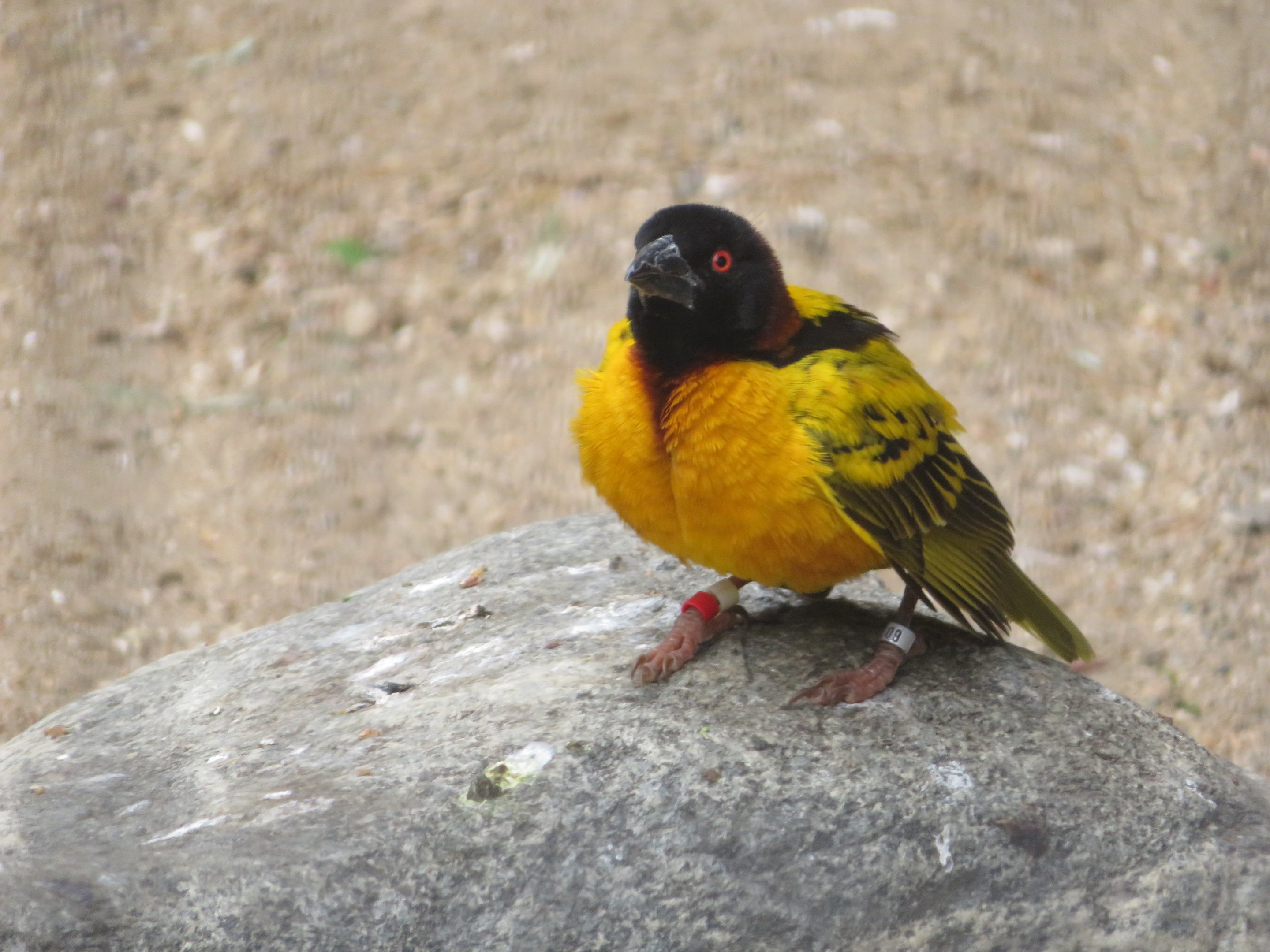 Black-headed Weaver (male)