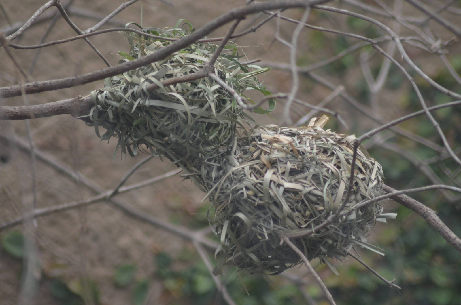 Black Headed Weaver Nests
