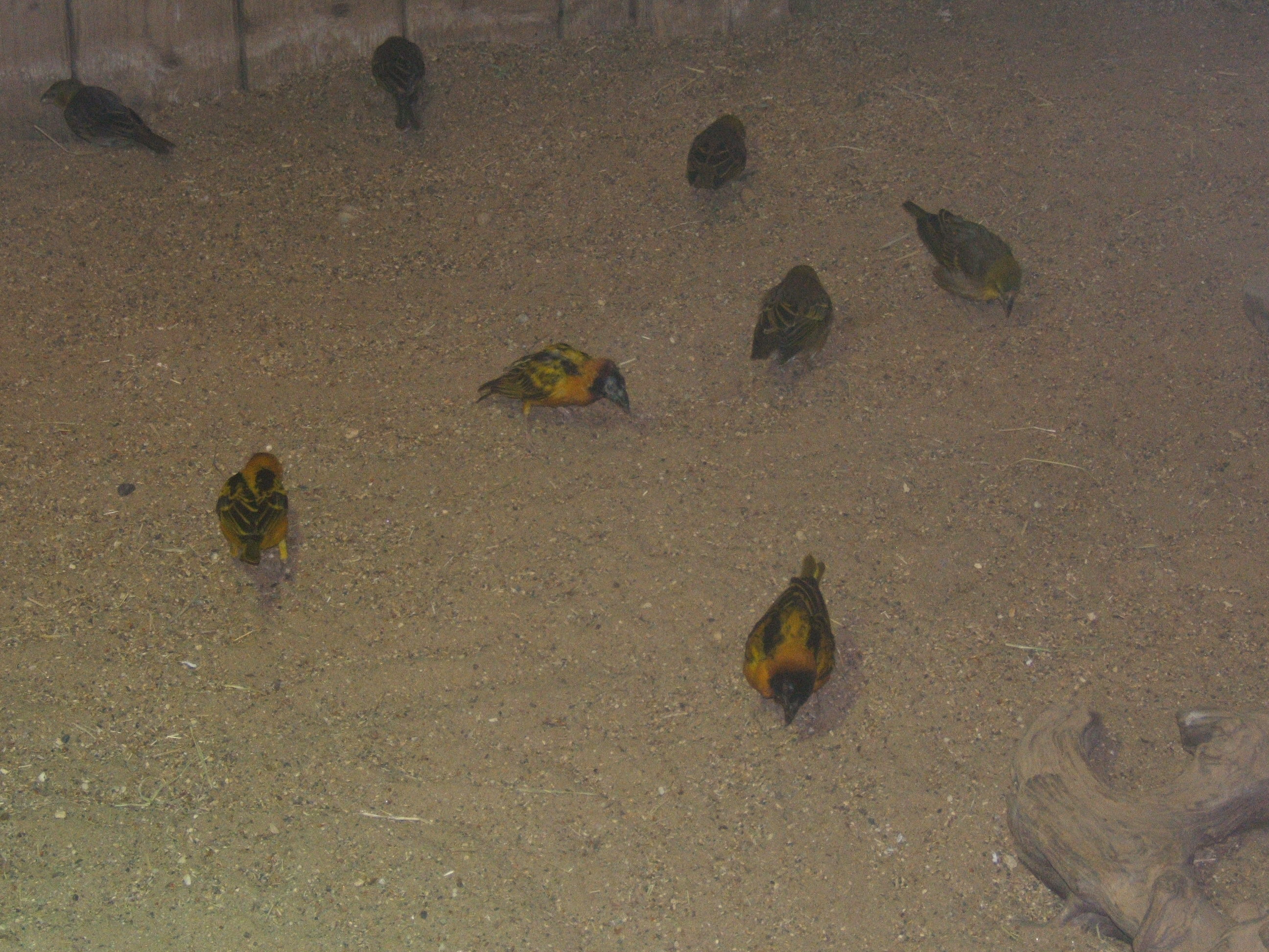 Black-headed Weaver (Ploceus cucullatus bohndorffi)