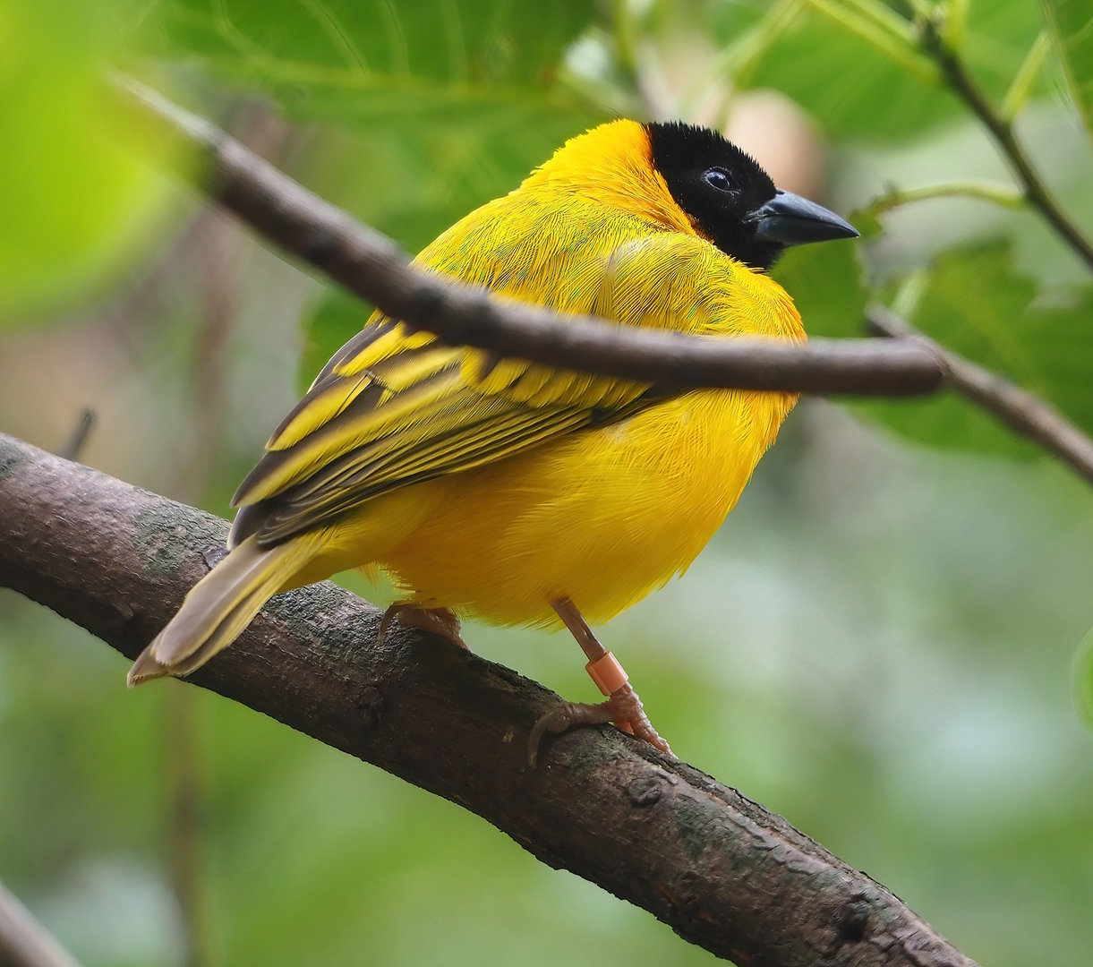 Black-headed weaver (Ploceus melanocephalus), 2022-08-20