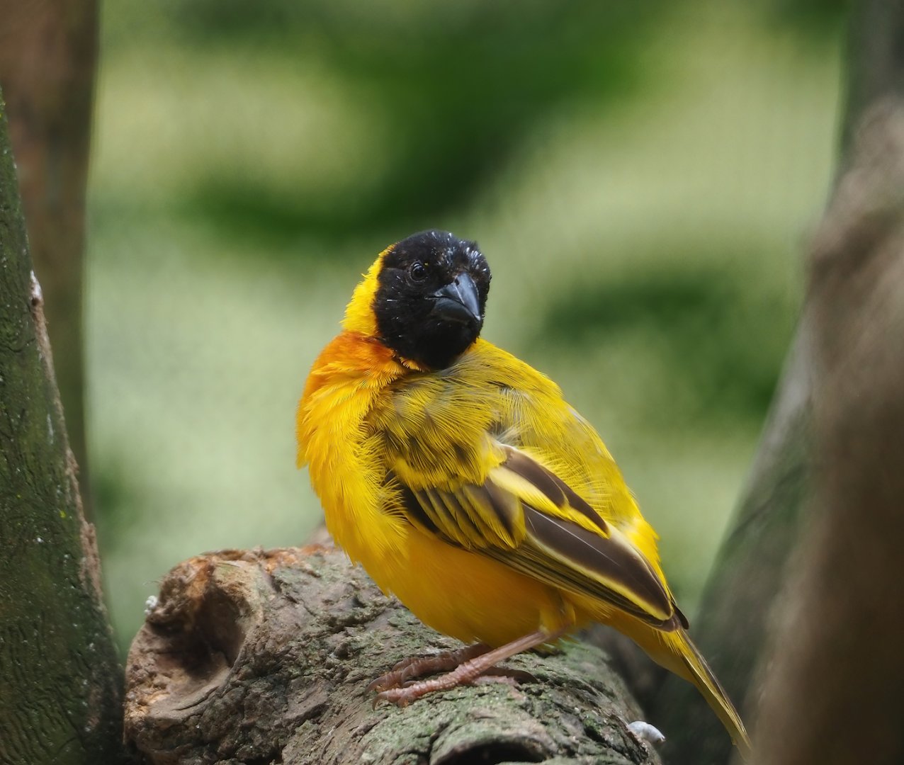 Black-headed weaver (Ploceus melanocephalus), 2023-07-18