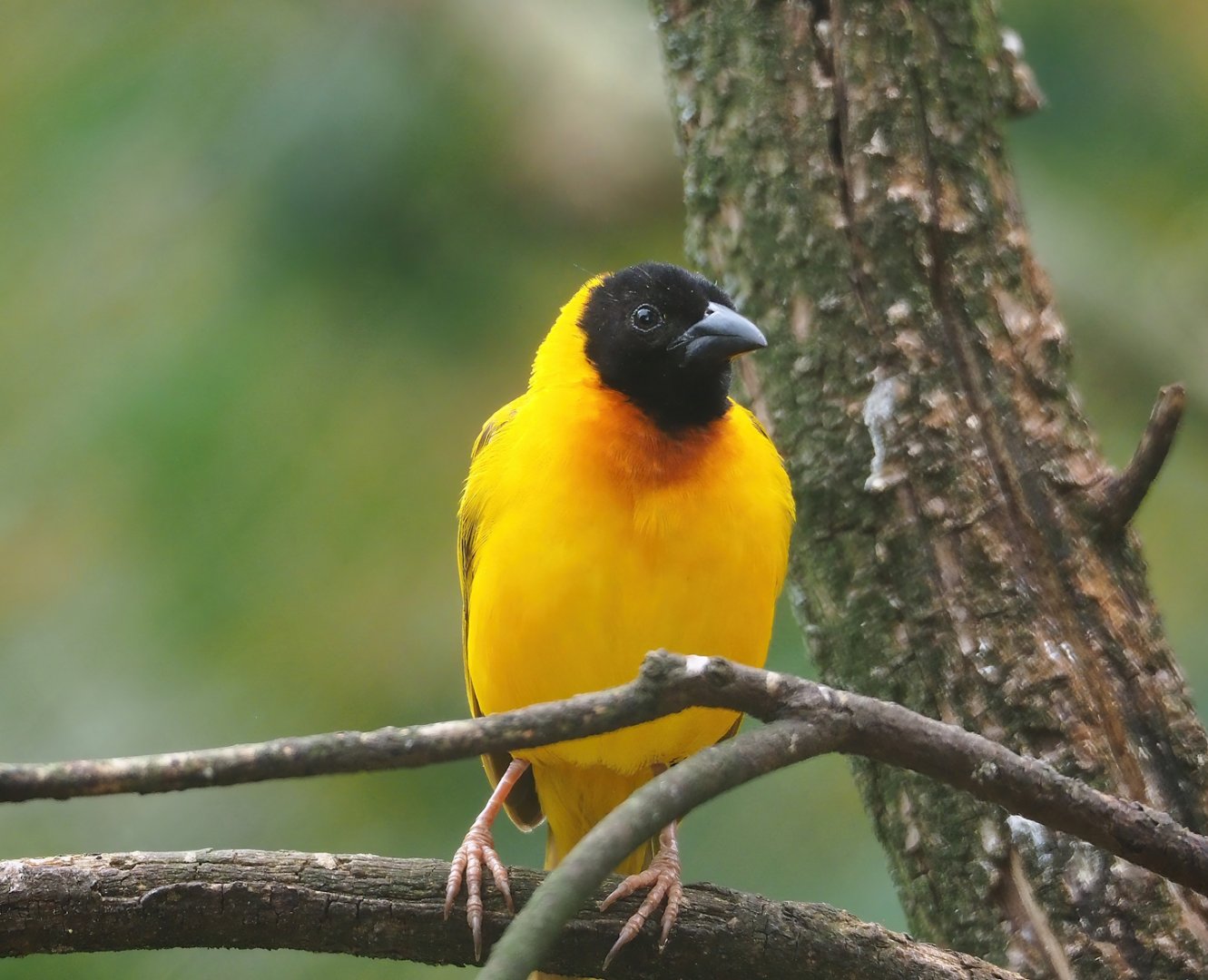 Black-headed weaver (Ploceus melanocephalus), 2023-07-18