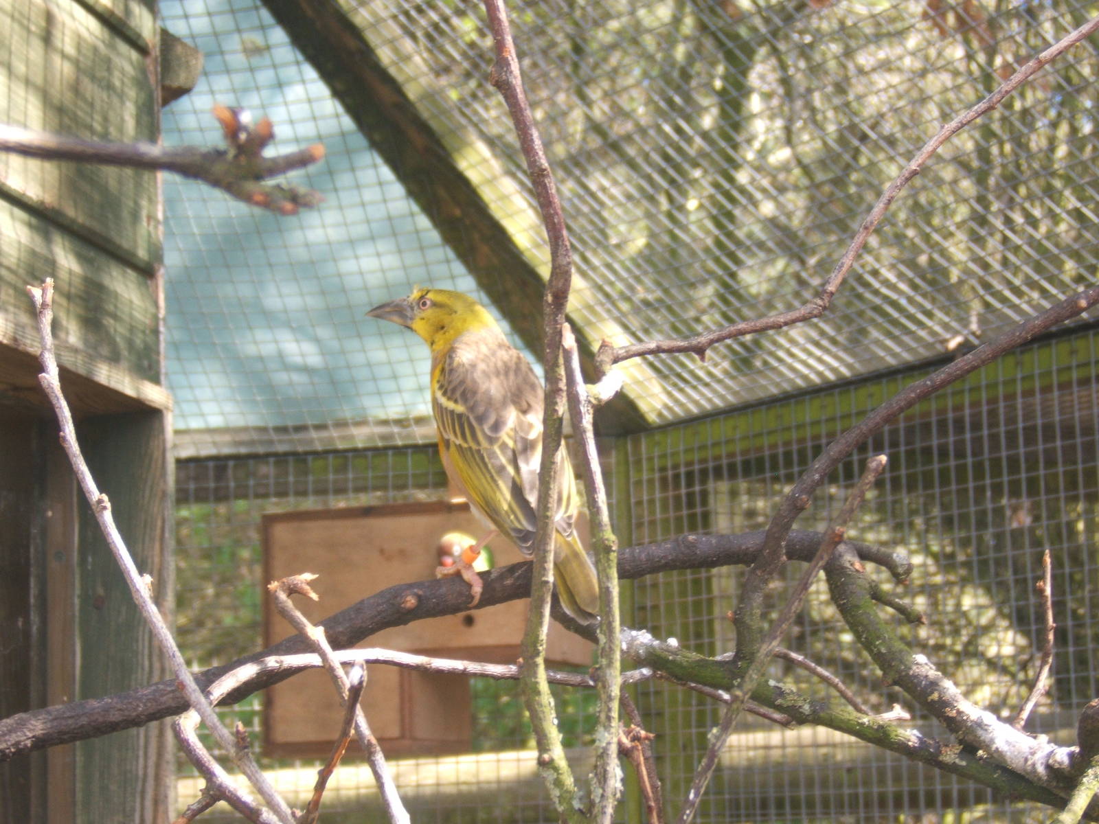 Black-headed Weaver(Ploceus melanocephalus)