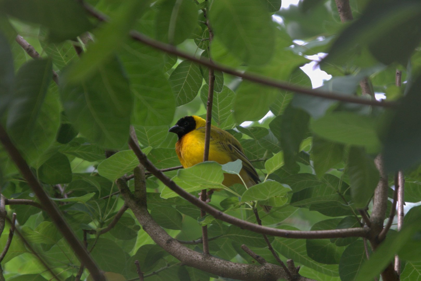 Black-headed Weaver (Ploceus Melanocephalus)