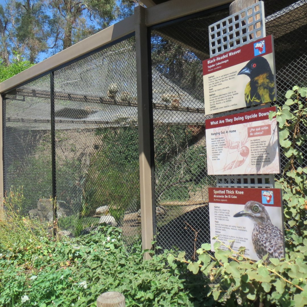 Black Headed Weaver / Spotted Thick Knee Exhibit