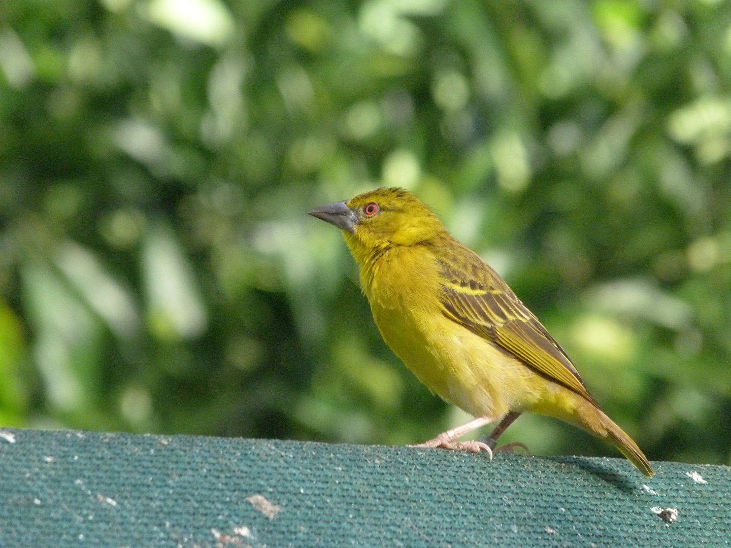 Black-headed weaver -Zoo de Santillana del Mar (2024)