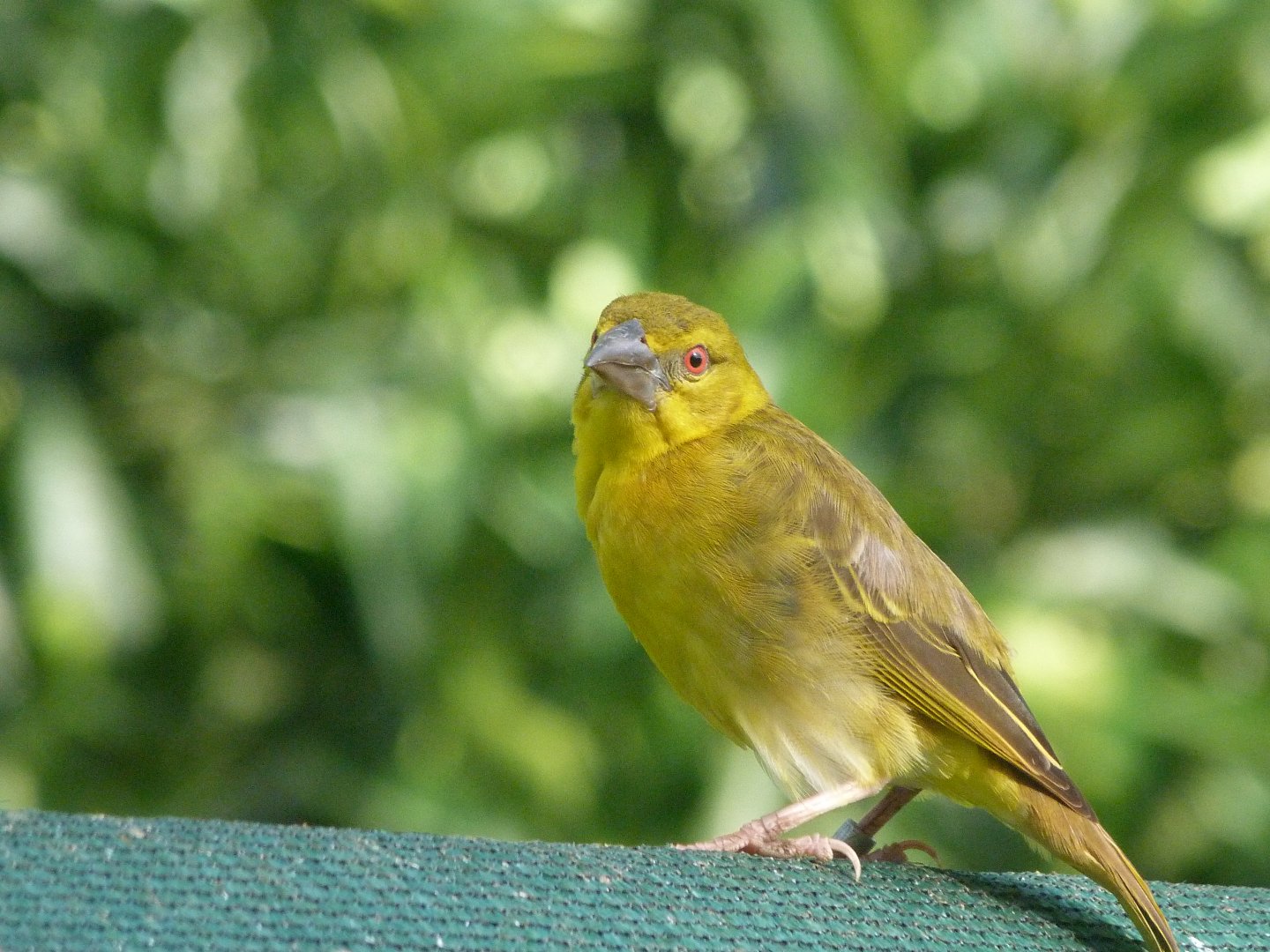 Black-headed weaver -Zoo de Santillana del Mar (2024)