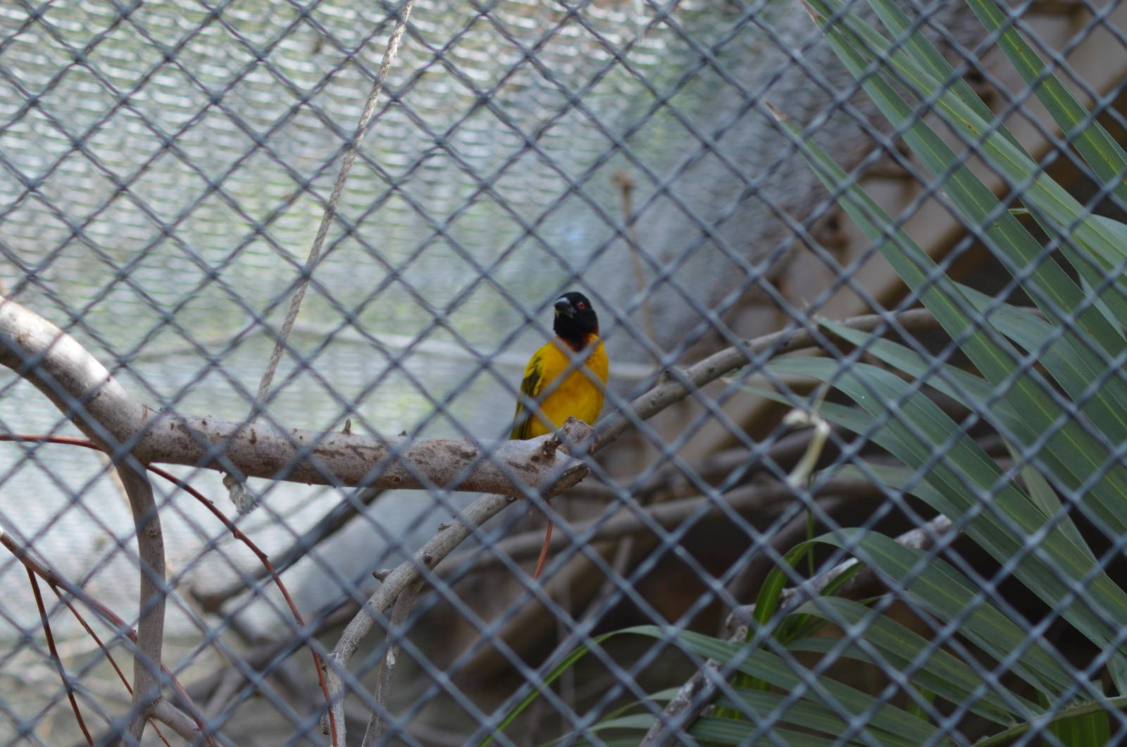 Black-headed Weaver