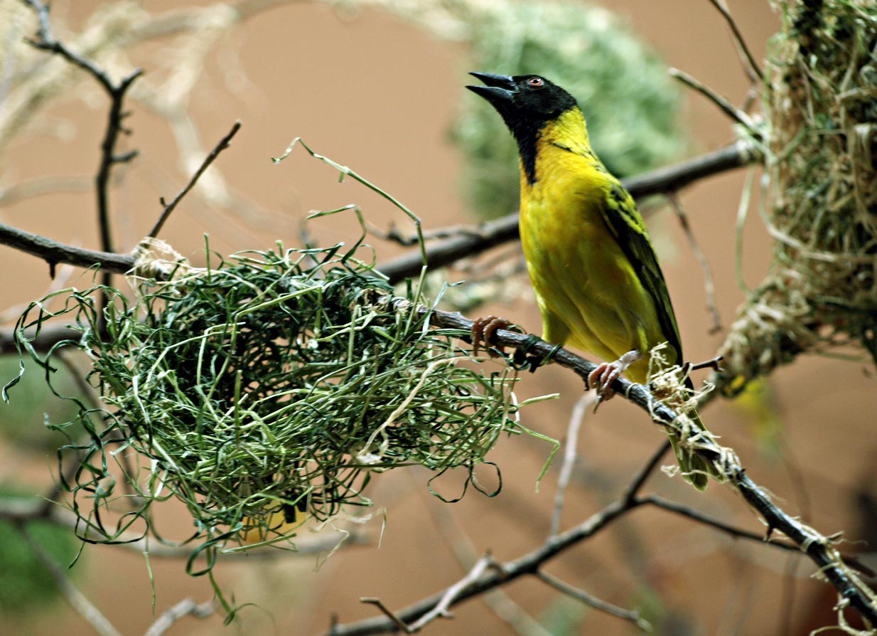 Black-headed weaver
