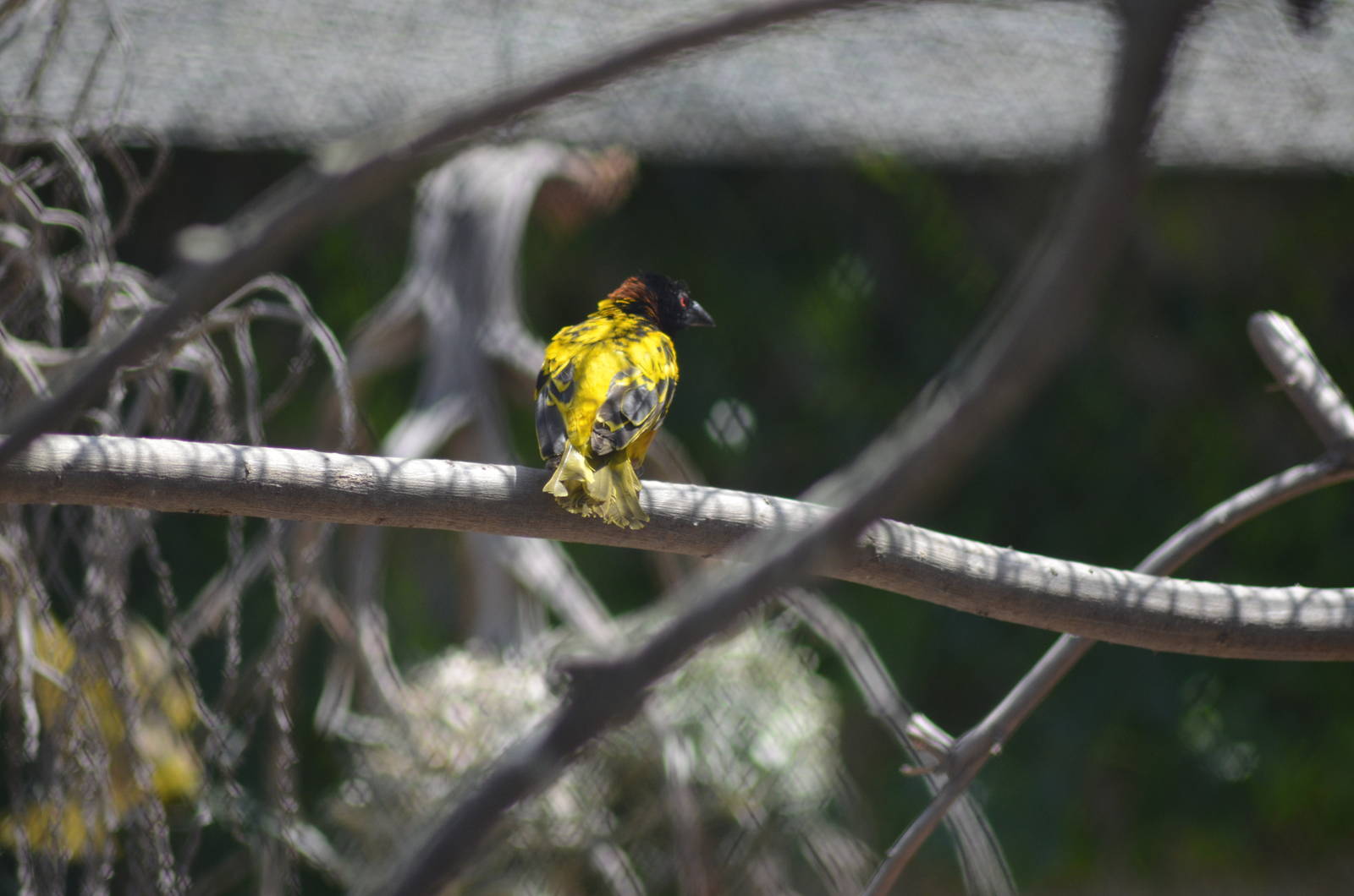 Black-headed Weaver