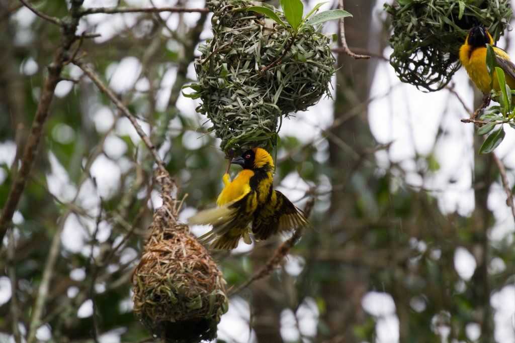 Black-headed Weaver