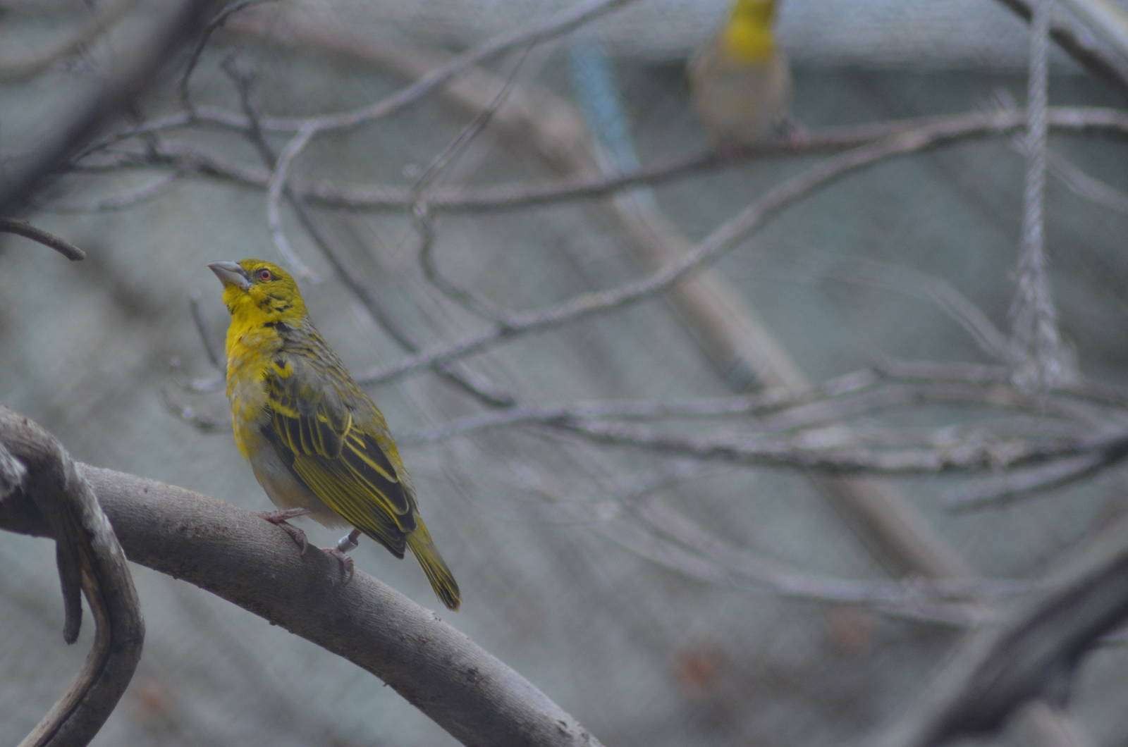 Black-headed Weaver